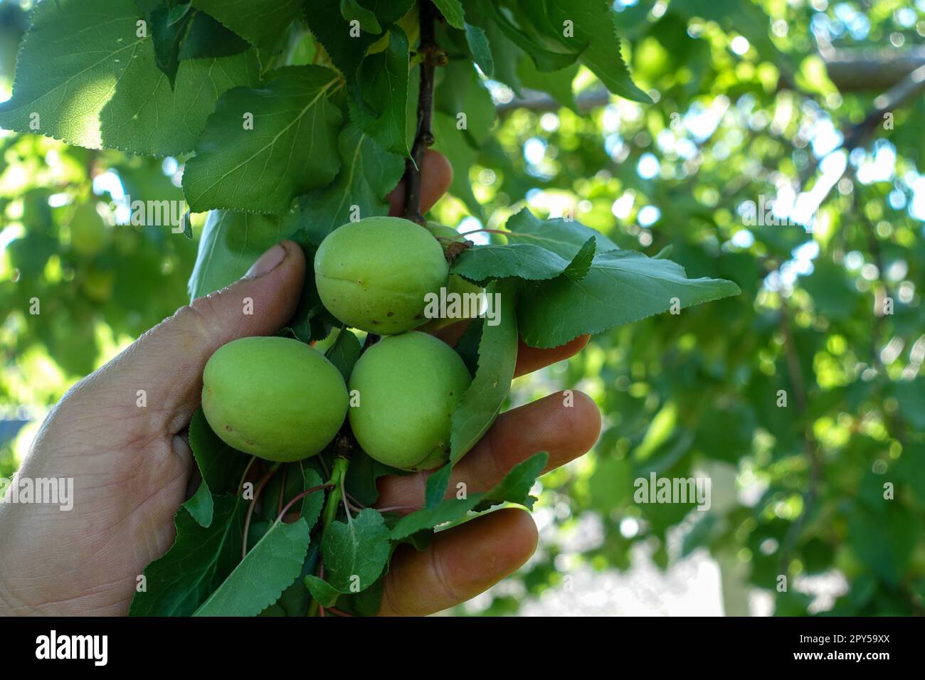 une grande quantité de prunes vertes entre les feuilles de la prunier Banque D'Images