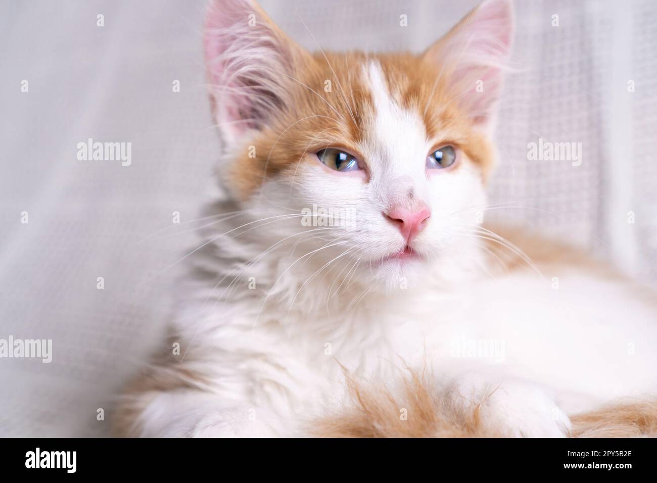 Portrait de magnifique orange gingembre doux cheveux longs mongrel chat chatte chatte allongé sur le coton blanc à la maison. Banque D'Images