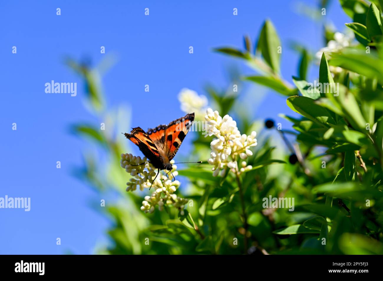 Petit papillon tortoiseshell sur plante dans la nature avec ciel bleu Banque D'Images