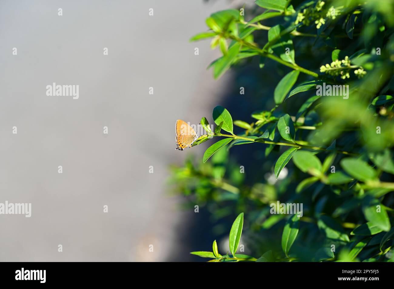 Petite papillon sur plante verte Banque D'Images