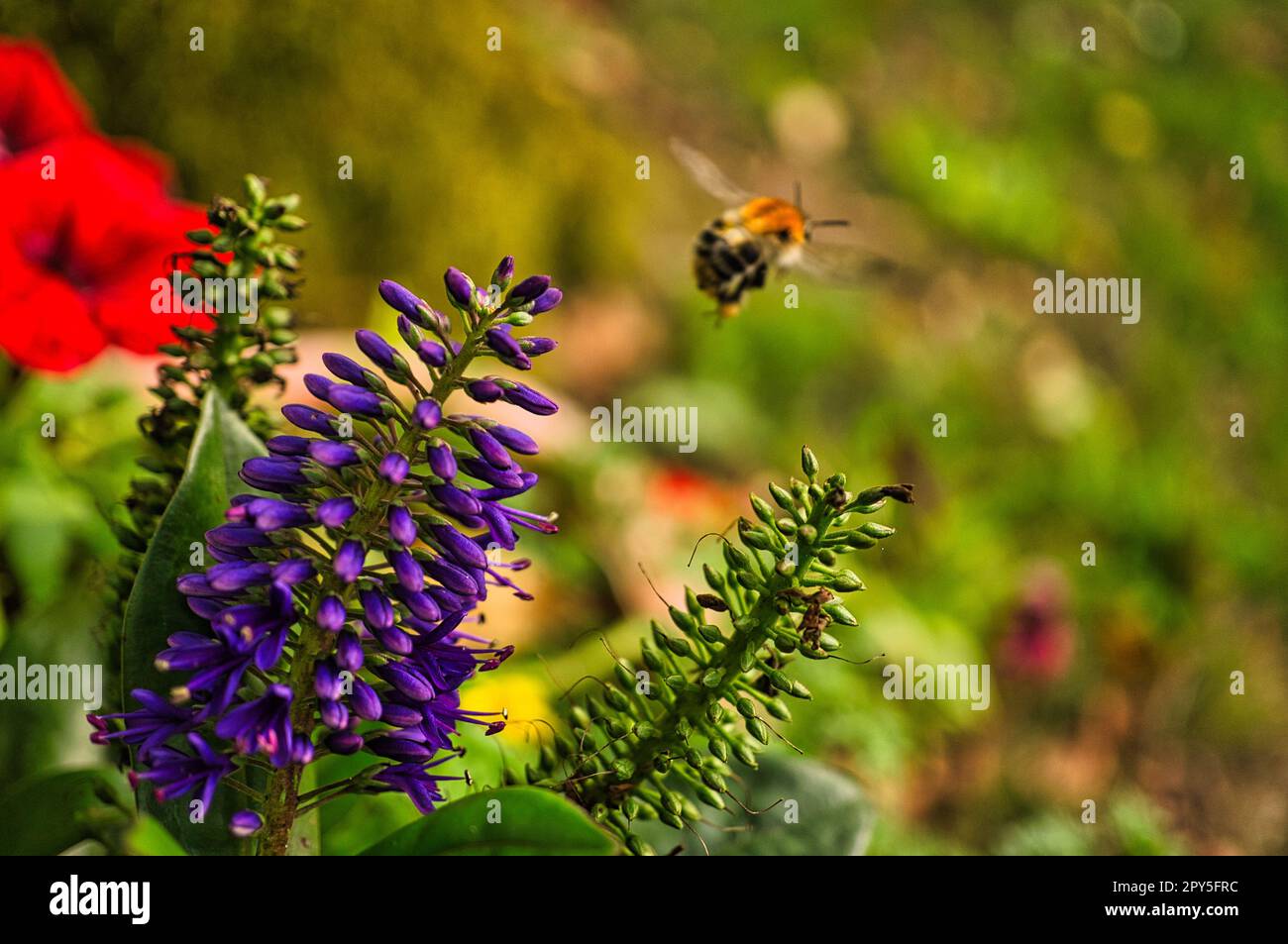 Un bourdon qui s'en prend à une fleur de papillon lilas. Le bourdon collecte le nectar Banque D'Images