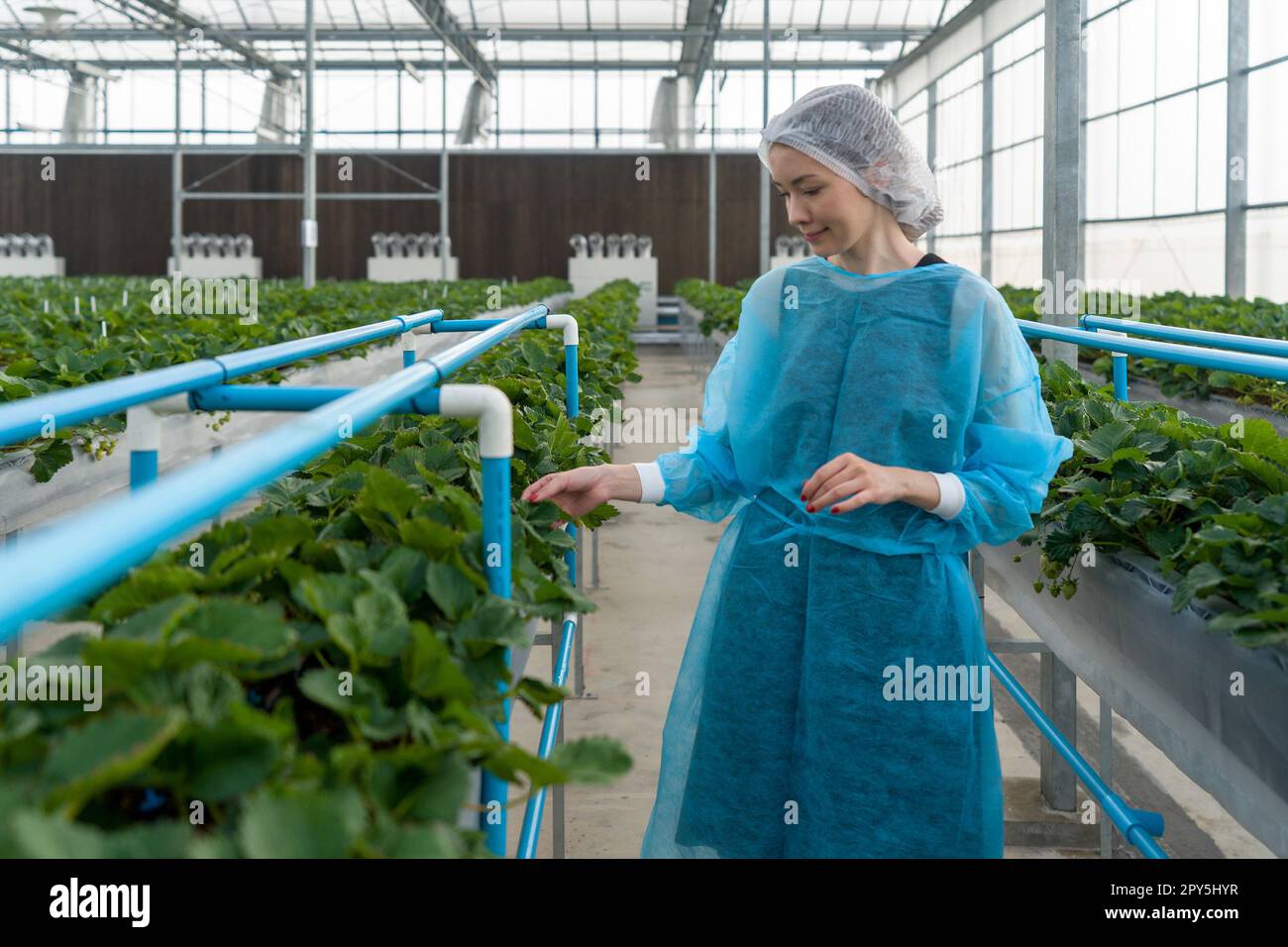 Femme caucasienne chercheuse de fruits en robe d'isolement et fibre synthétique polyester jetable Hairnet observe la fraise dans la ferme. Le concept de la culture de légumes biologiques. Banque D'Images