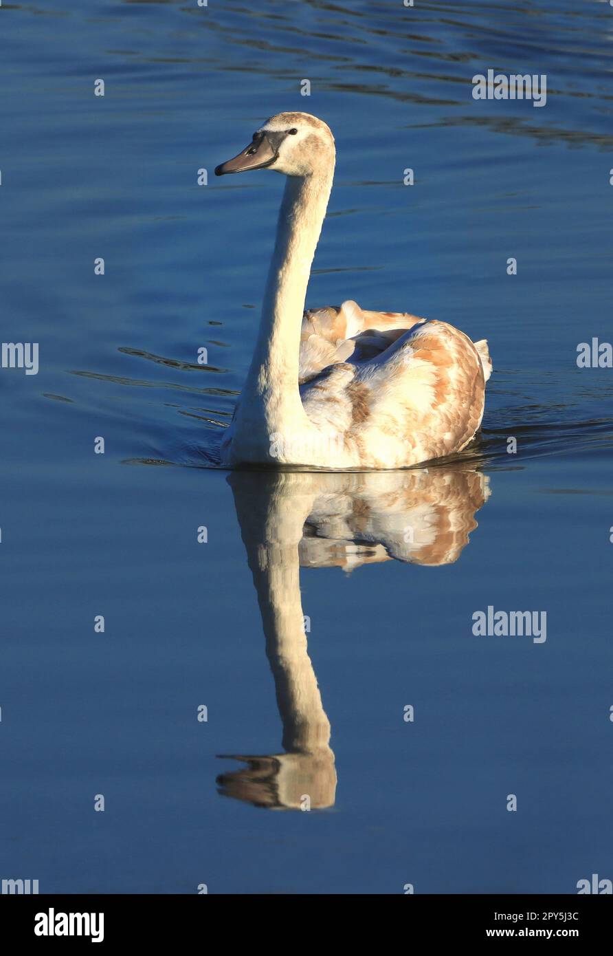 Jeune cygne muet, Cygnus olor, plumage immature, deuxième année, reflet dans un étang Banque D'Images