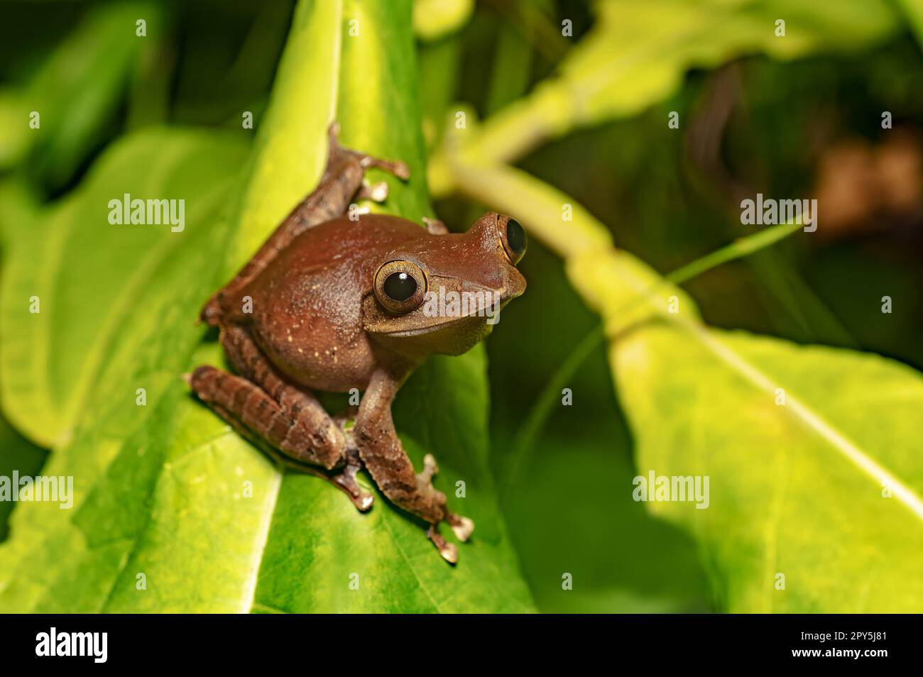 Treefrog malgache, Boophis madagascariensis, grenouille dans le parc national de Ranomafana, Madagascar faune Banque D'Images