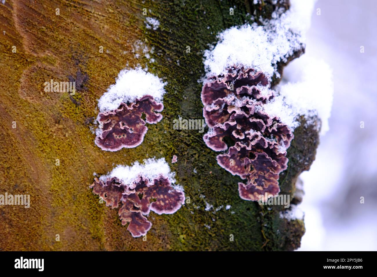 Le champignon de la feuille de Silverleaf Chondrostereum purpueum sur la écorce d'un arbre avec de la neige en hiver. Mise au point sélective Banque D'Images
