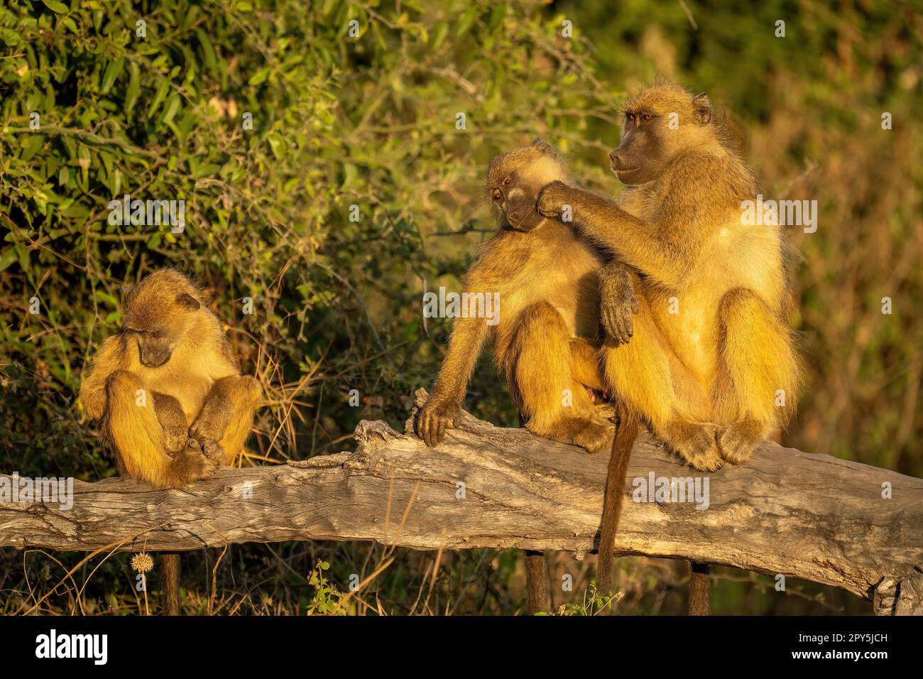 Le toilettage des babouins de Chacma sur la branche près d'une autre Banque D'Images