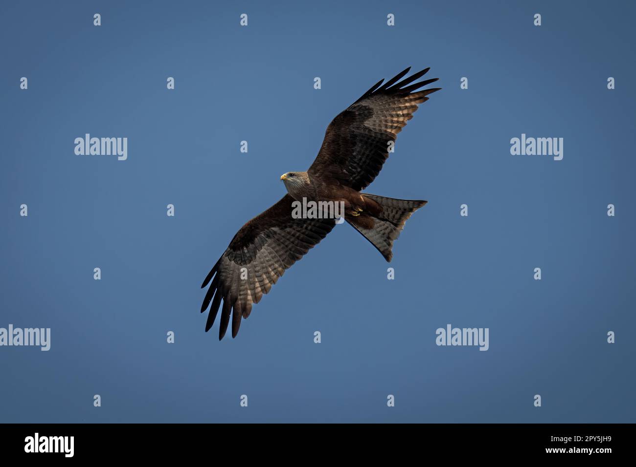 Le cerf-volant à bec jaune s'éfond dans un ciel bleu parfait Banque D'Images