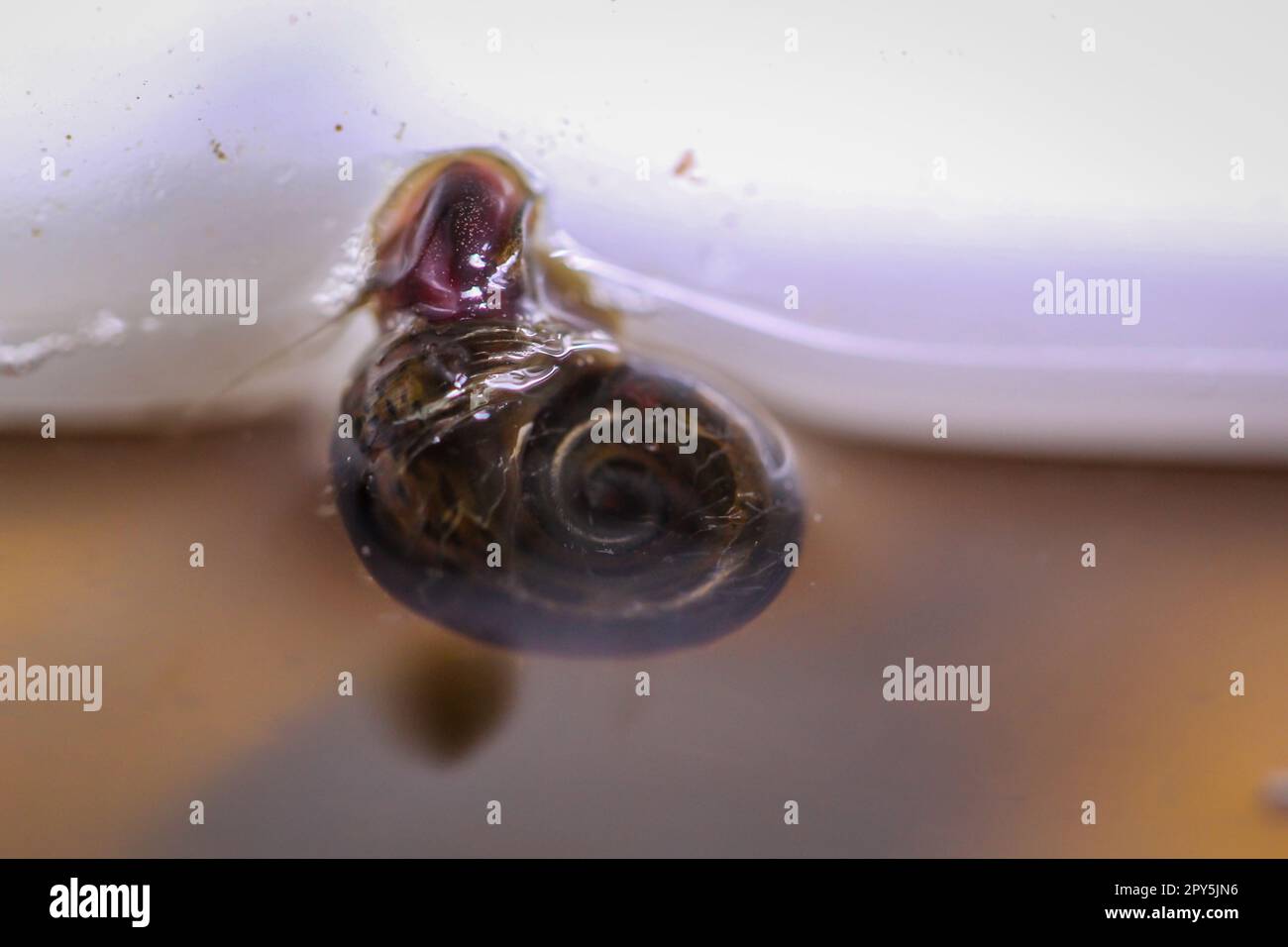 Un escargot de corne de poteau sur le panneau de verre d'un aquarium. Banque D'Images
