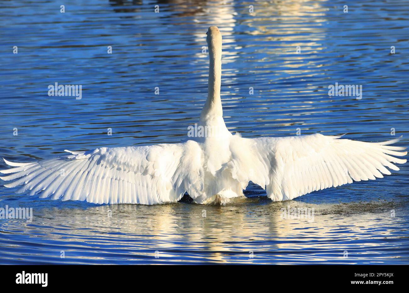 Mute Swan, envergure mâle jusqu'à 2,40 m, poids jusqu'à 12 kg Banque D'Images