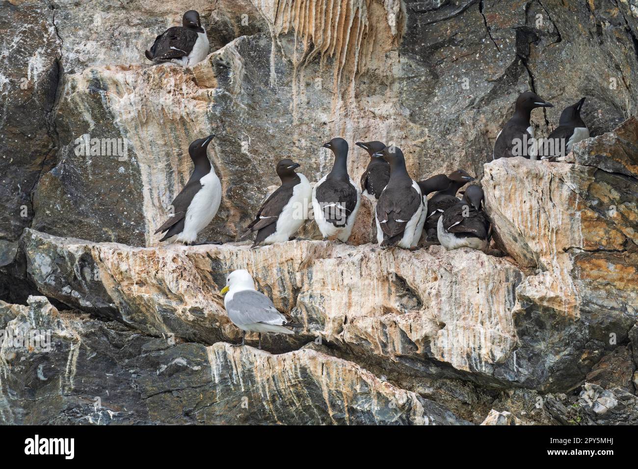 Comportement de certaines colonies de Brunnichs Guillemots Banque D'Images