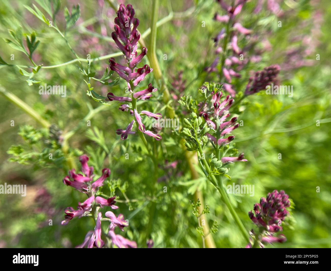 Erdrauch,Fumaria,officinalis Banque D'Images