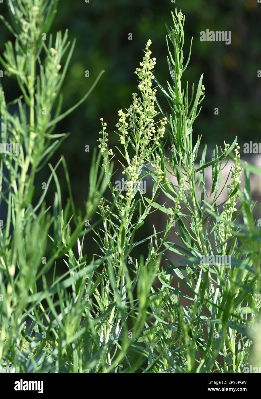 Estragon, Artemisia drakunculus Banque D'Images