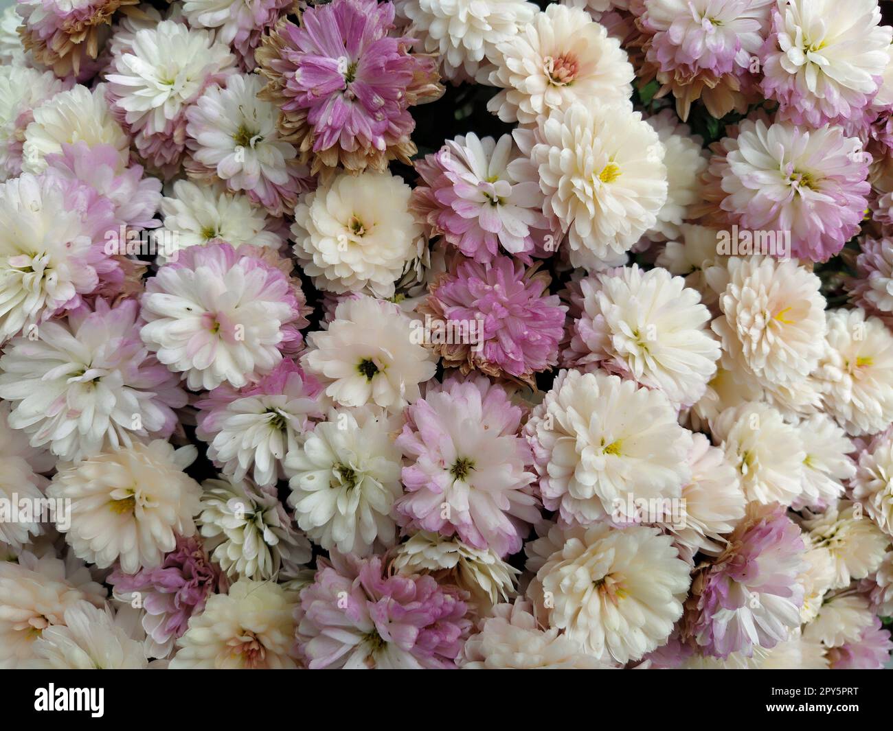 Fleurs mur arrière-plan avec des fleurs étonnantes de chrysanthème blanc, rose, violet et jaune. Décoration de mariage. Belle fleur mauvais fond de mur. Aménagement paysager du jardin d'automne. Banque D'Images