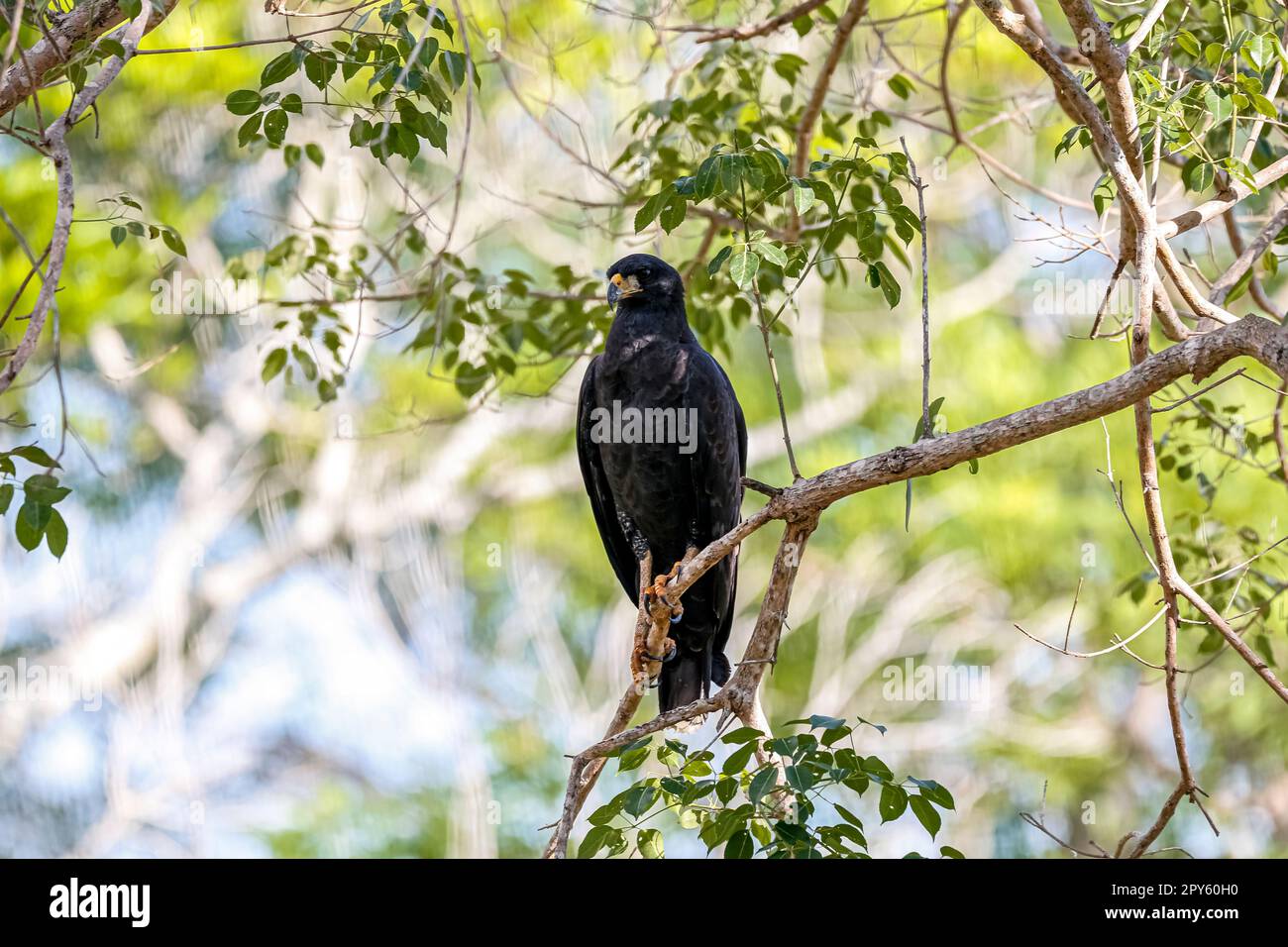 Great Black Hawk perchée sur une branche d'arbre contre un fond naturel défoqué, Pantanal Wetlands, Mato Grosso, Brésil Banque D'Images