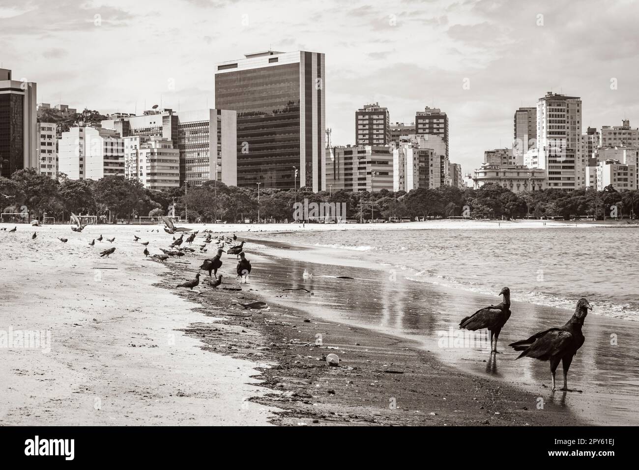 Vautours noirs tropicaux et pigeons Botafogo Beach Rio de Janeiro. Banque D'Images