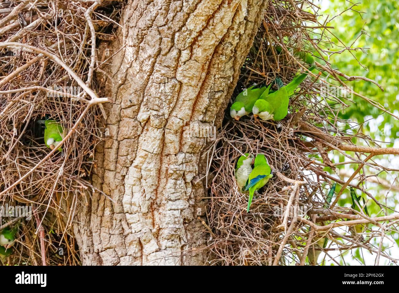 Monk Parakeets à leur nid dans un arbre, Pantanal Wetlands, Mato Grosso, Brésil Banque D'Images