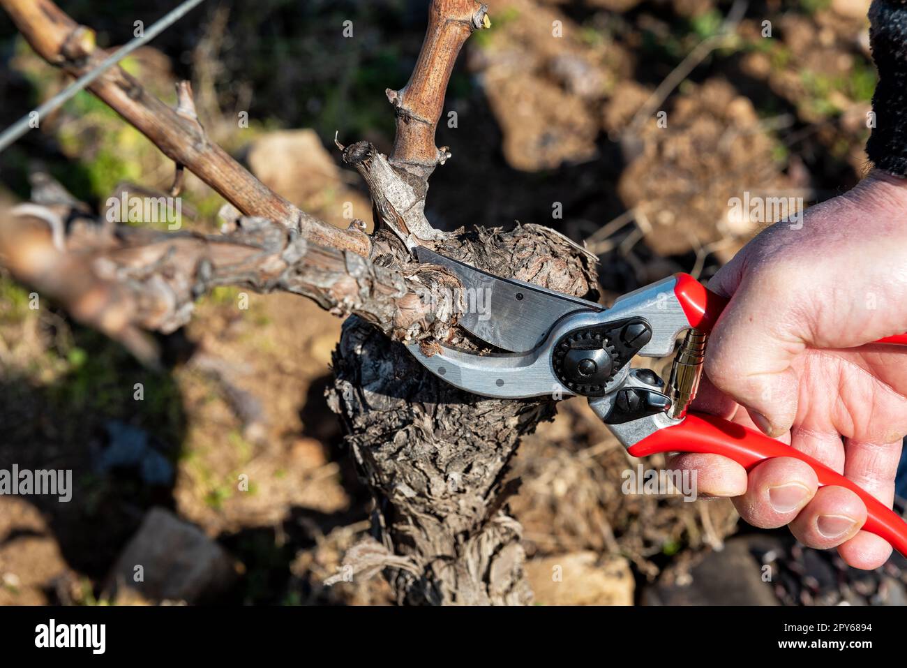 Fermier élagage de la vigne en hiver. Agriculture. Banque D'Images