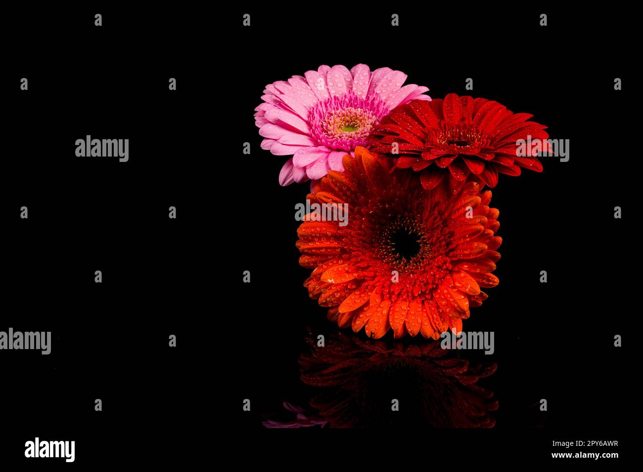 Rose rouge fleur gerbera orange Banque D'Images