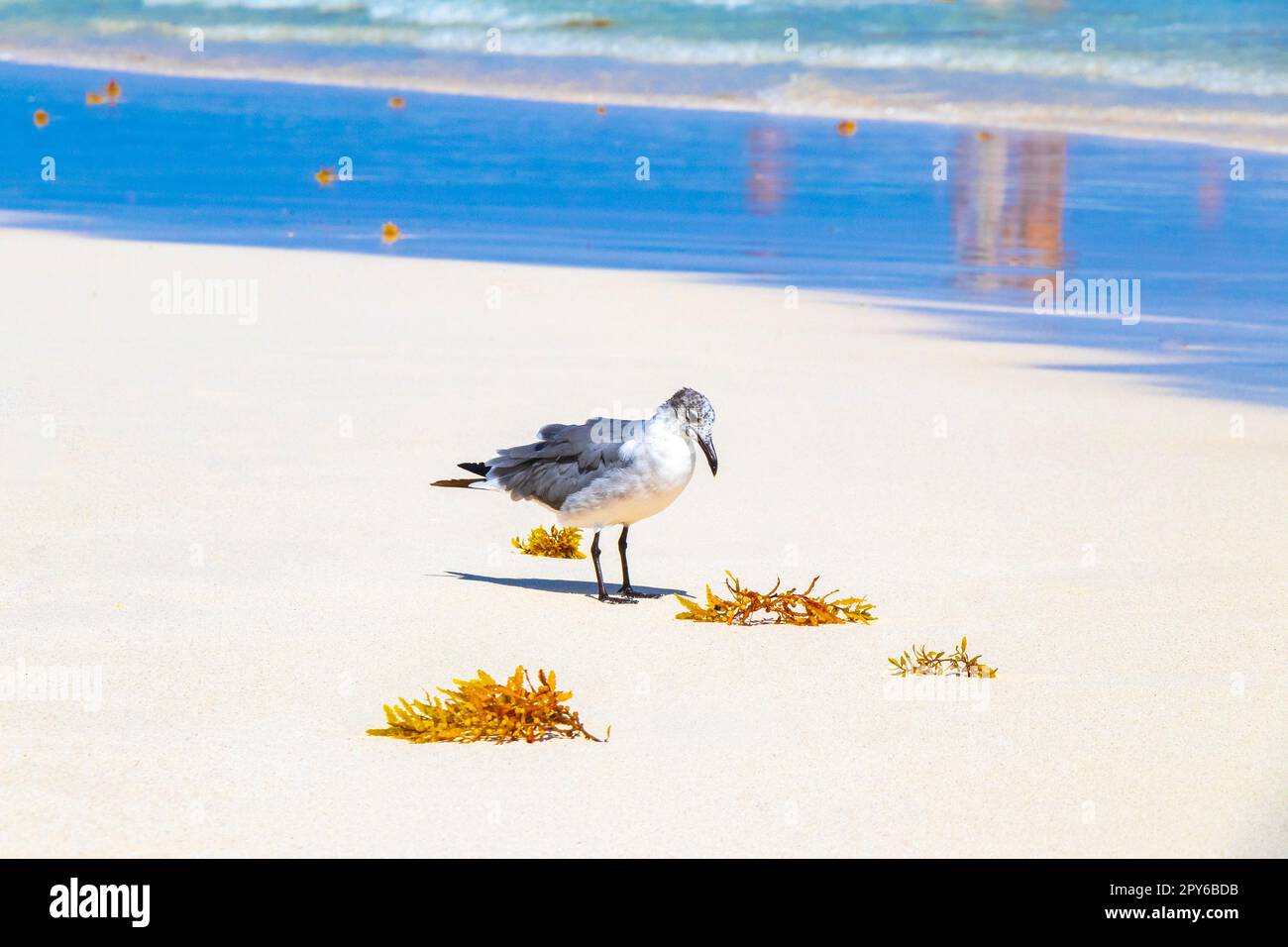 Mouette mouette mouettes marchant sur la plage de sable Playa del Carmen Mexique. Banque D'Images