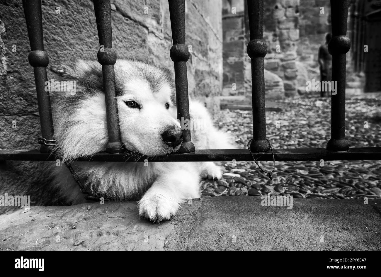 husky sibérien couché Banque D'Images