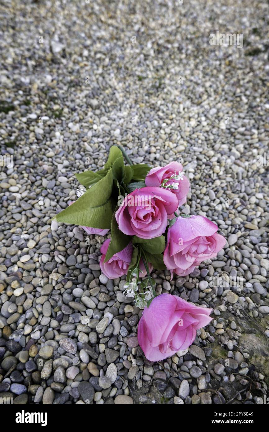 Roses dans le cimetière Banque D'Images