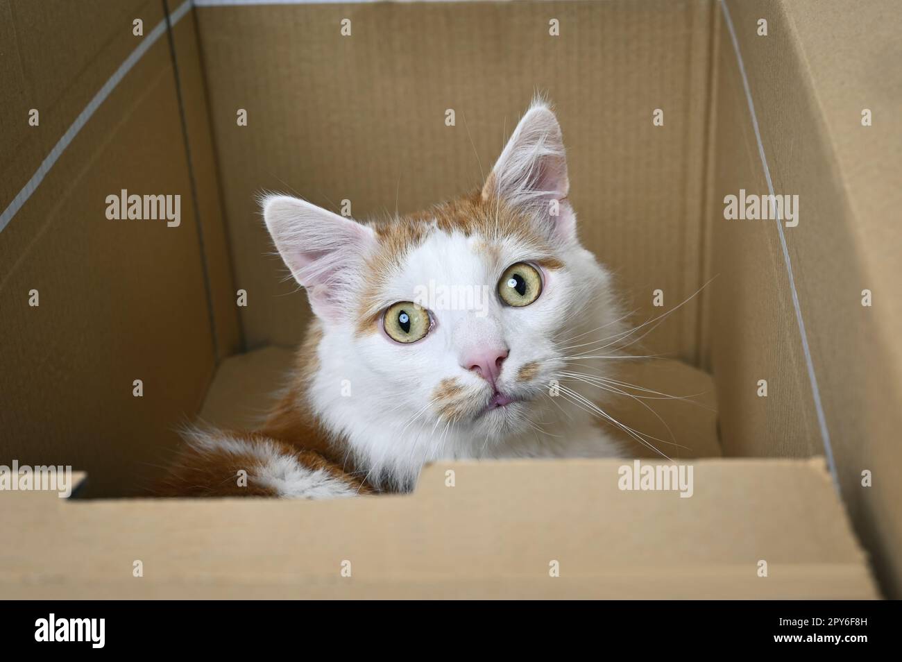 Le joli chat est sorti avec impatience d'une boîte en carton. Banque D'Images