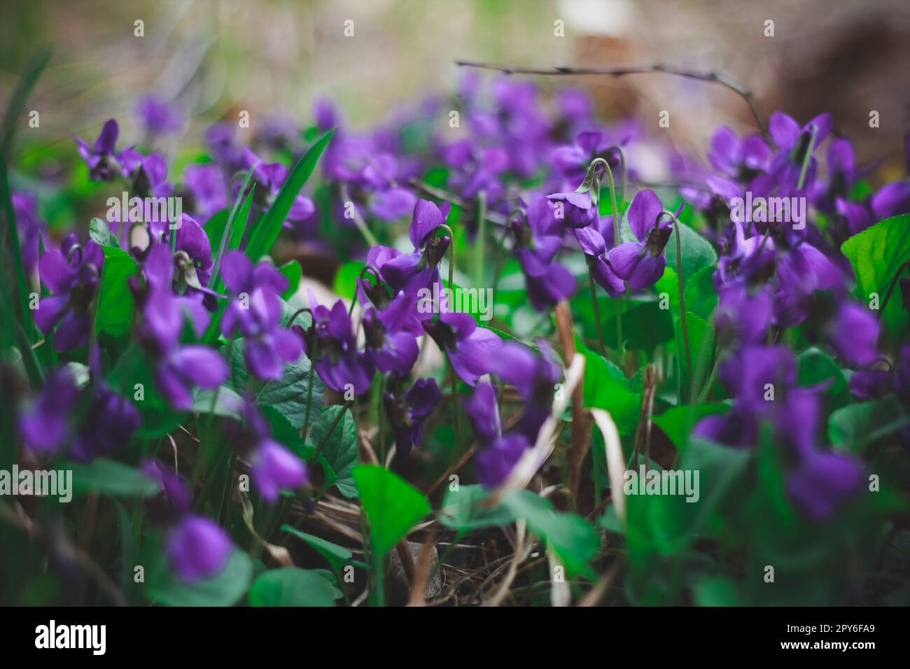 Gros plan début printemps violet fleurs photo concept Banque D'Images