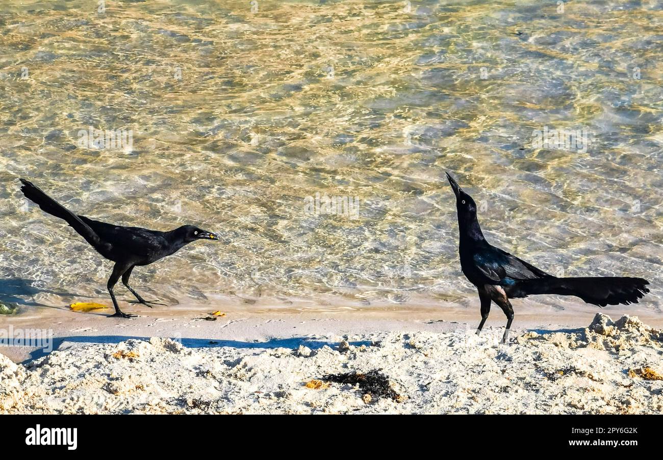 Oiseaux de Grackle à queue fine eau potable du cenote Mexique. Banque D'Images