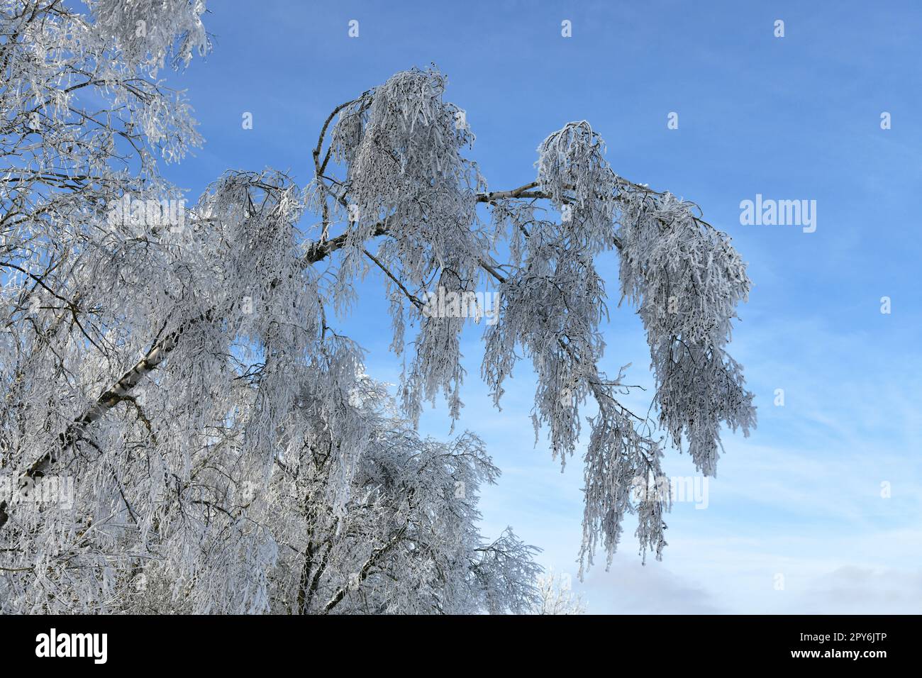 branche enneigée blanche par temps de gel Banque D'Images