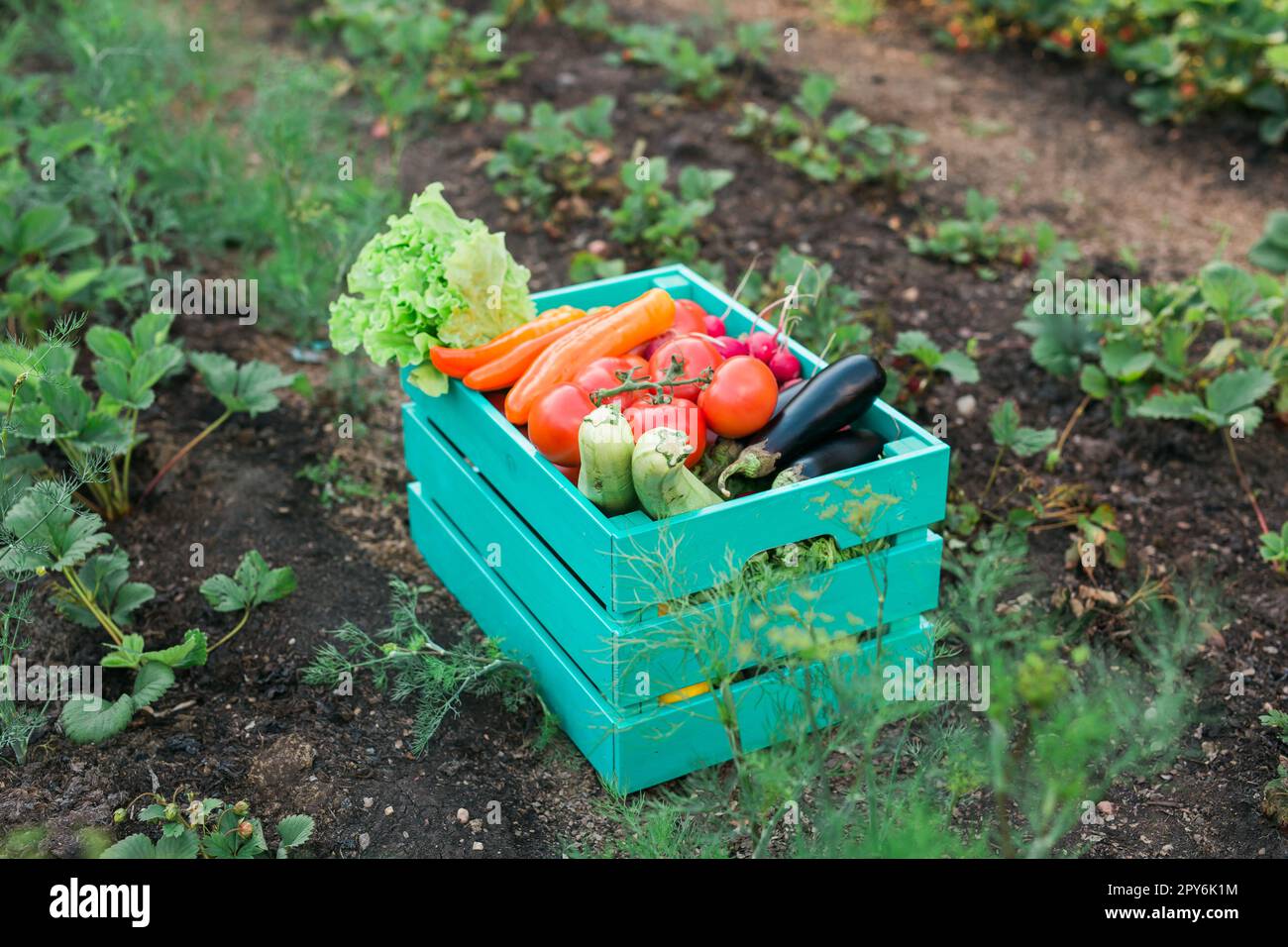 Boîte en bois avec légumes frais de ferme en plein air dans le jardin - récolte et jardinage Banque D'Images