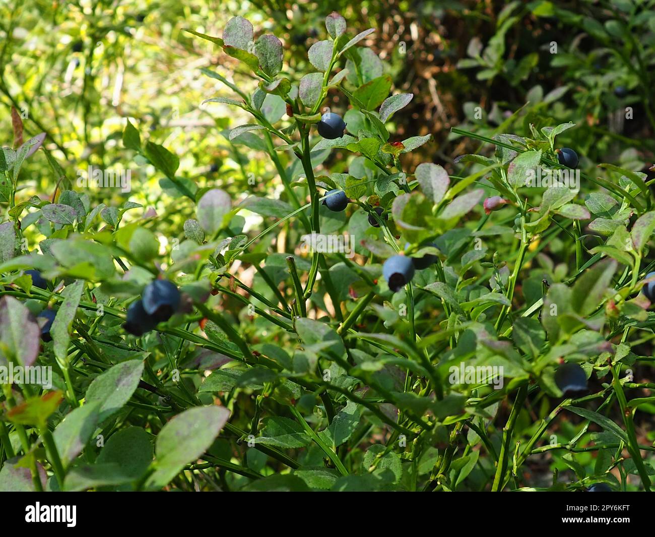 Le Vaccinium myrtillus, un arbuste à faible croissance, une espèce du genre Vaccinium de la famille des Heatheraceae. Forêt de baies de pourpre bleu sauvage et de feuilles vertes. Cueillette de baies. Banque D'Images