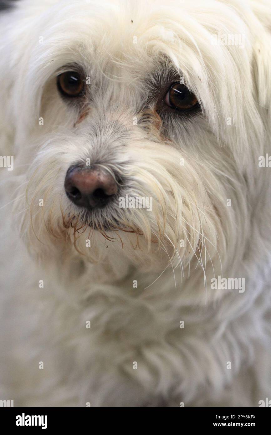 chien blanc bichon comme beau portrait d'animal Banque D'Images