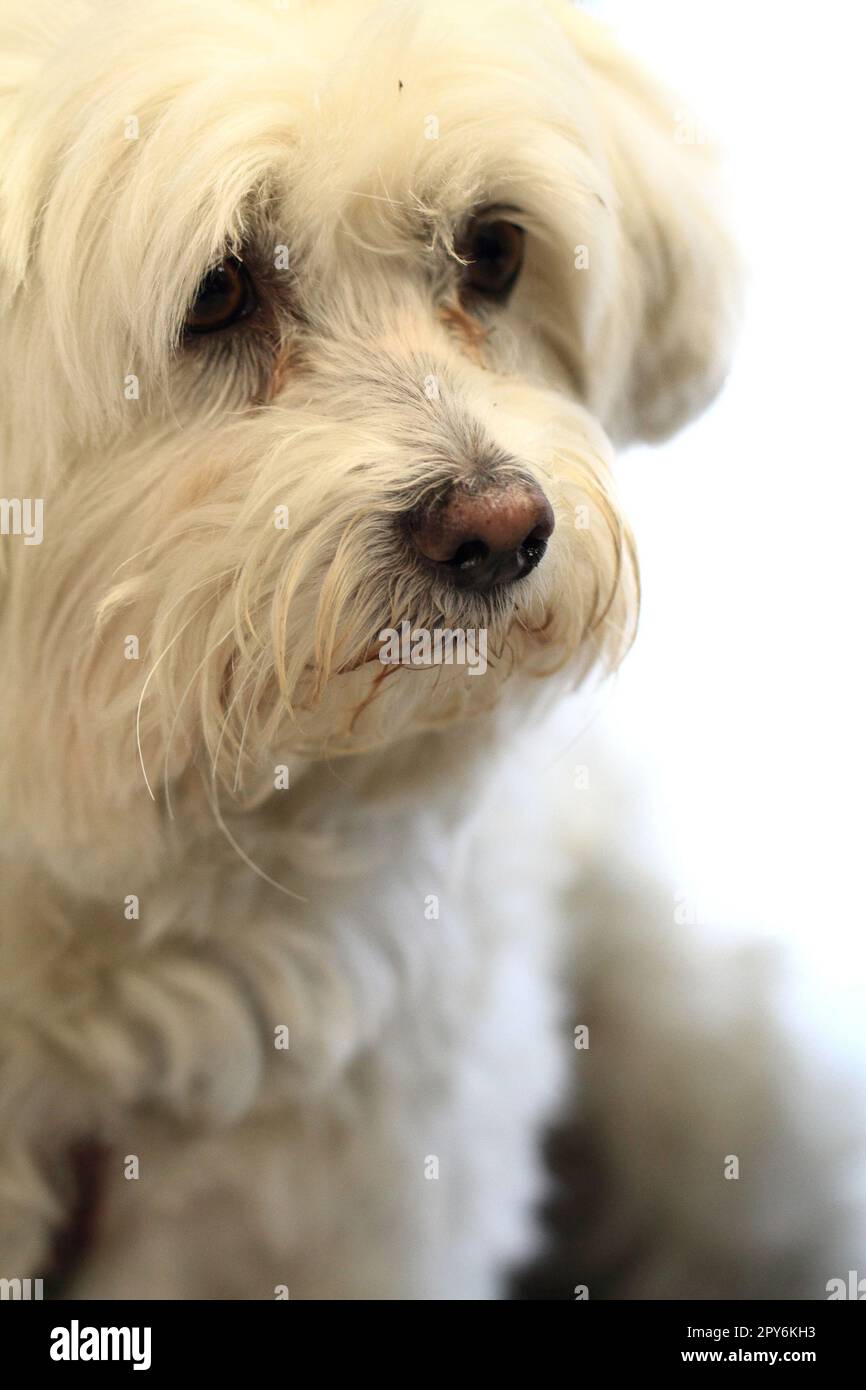 chien blanc bichon comme beau portrait d'animal Banque D'Images