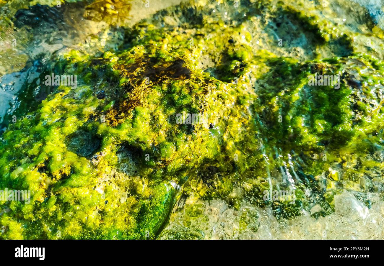 Pierres rochers coraux turquoise vert bleu eau sur la plage Mexique. Banque D'Images