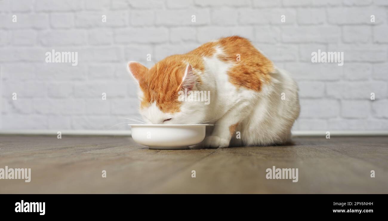 Chat mignon tabby mangeant de la nourriture dans un bol alimentaire. Banque D'Images