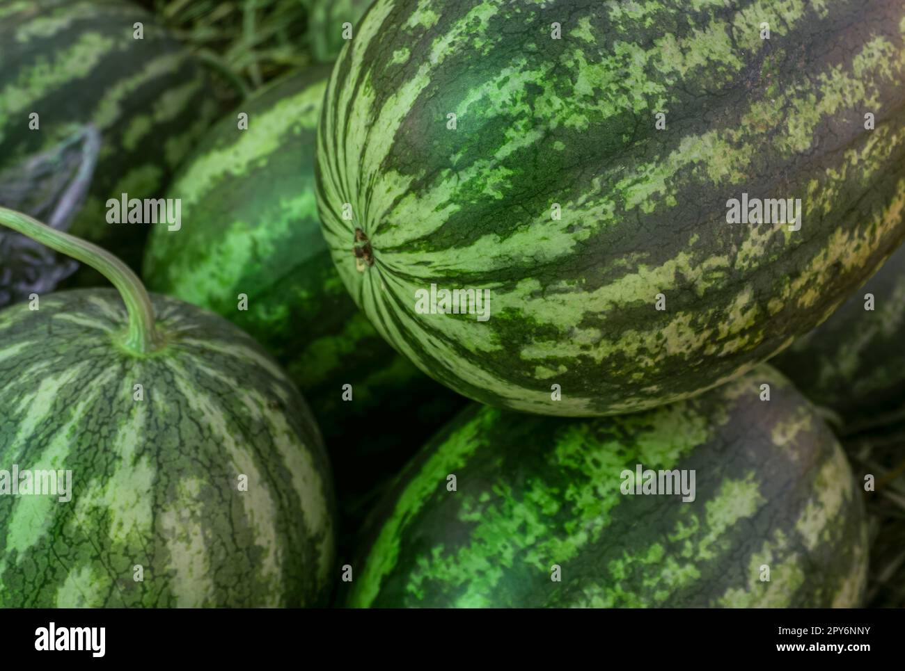Gros plan pile de pastèques vertes pelables sur le marché. Pastèque d'une ferme agricole biologique. Fruit à la chair juteuse tropical. Une alimentation saine. Fruit de l'été.le doux, juteux rouge ou rose chair fruit. Banque D'Images