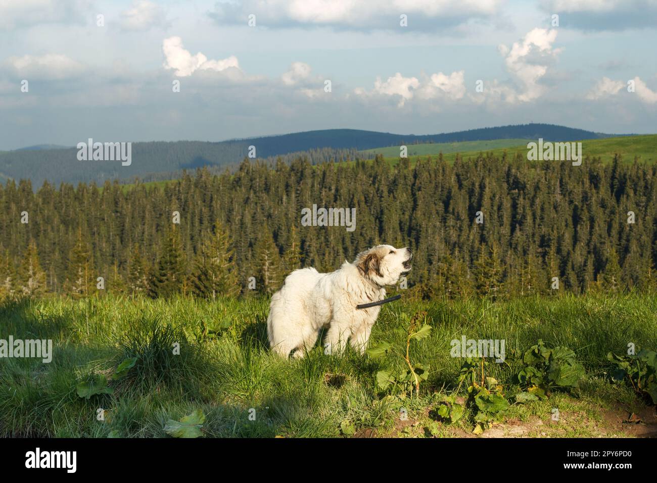 Chien de montagne pyrénéen aboyant sur la pente photographie pittoresque Banque D'Images