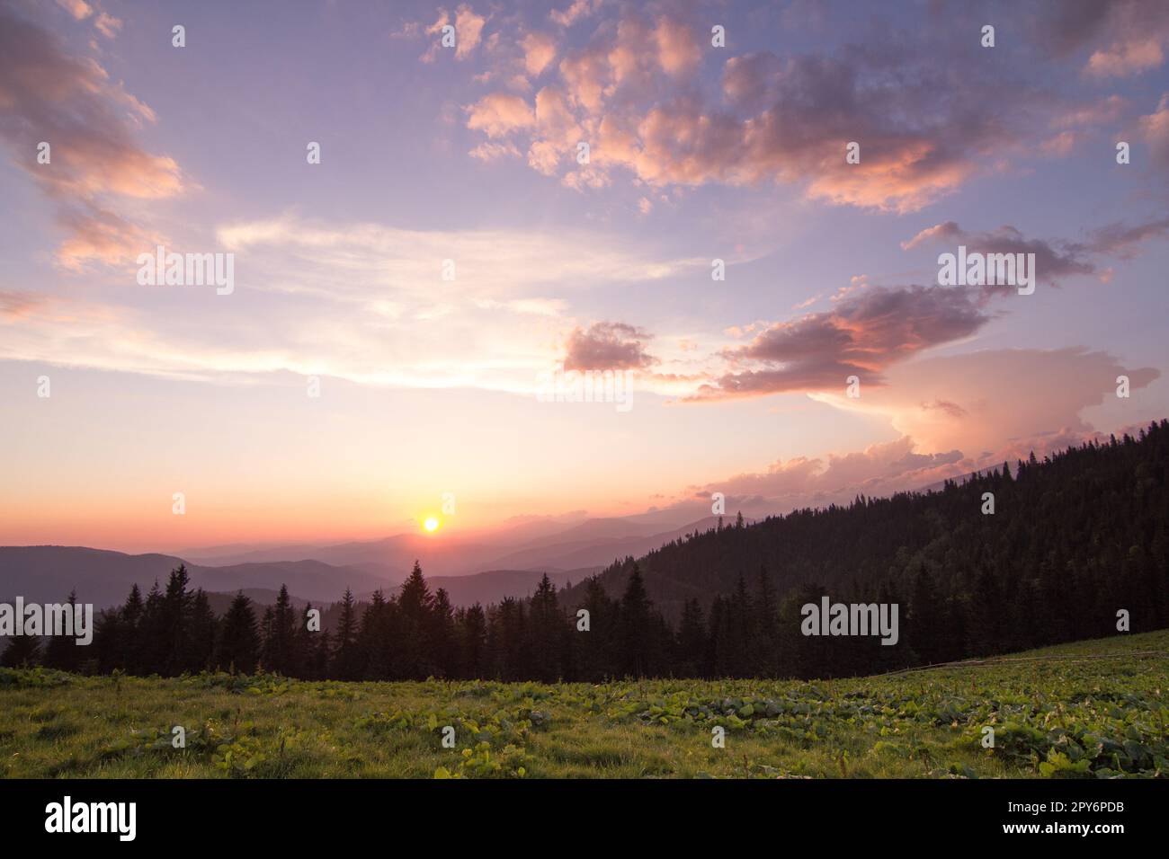 Rose lever du soleil ciel au-dessus des silhouettes de sapin photo de paysage Banque D'Images