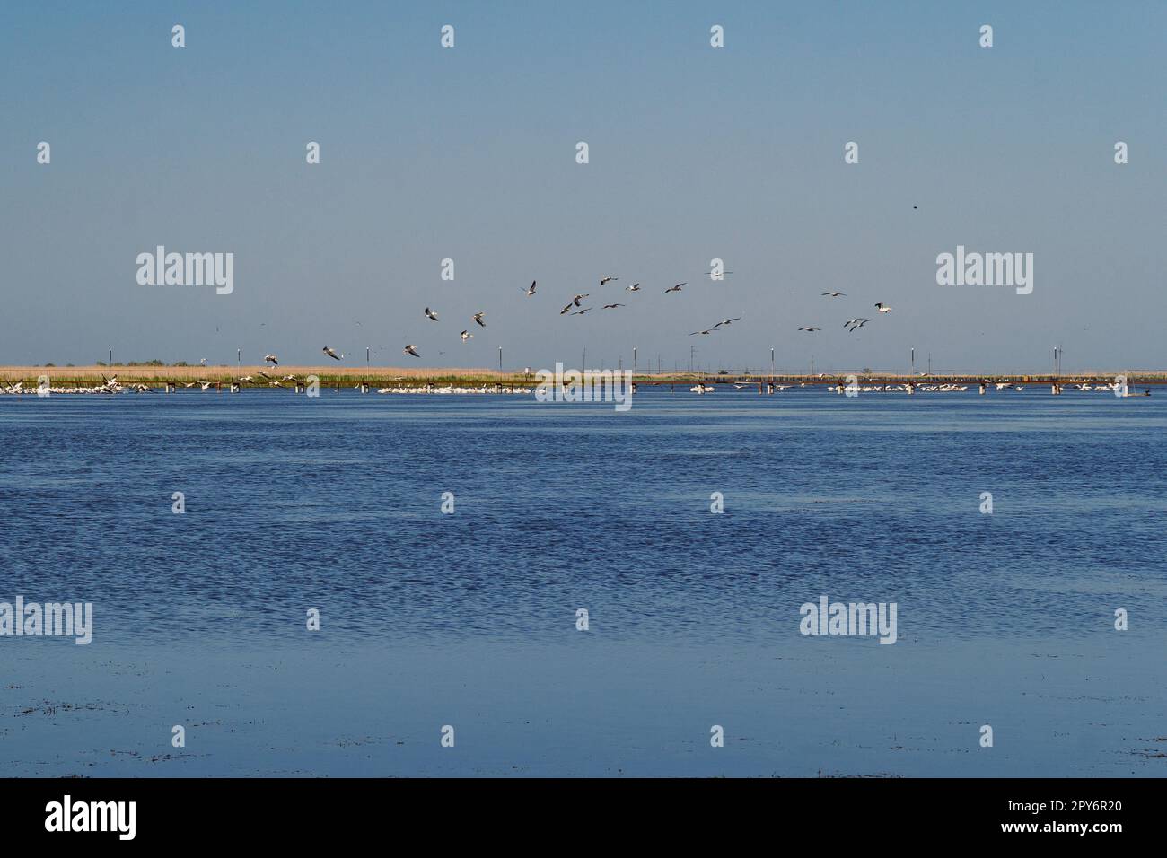 Pélicans rincés de la photo de paysage de lac Banque D'Images