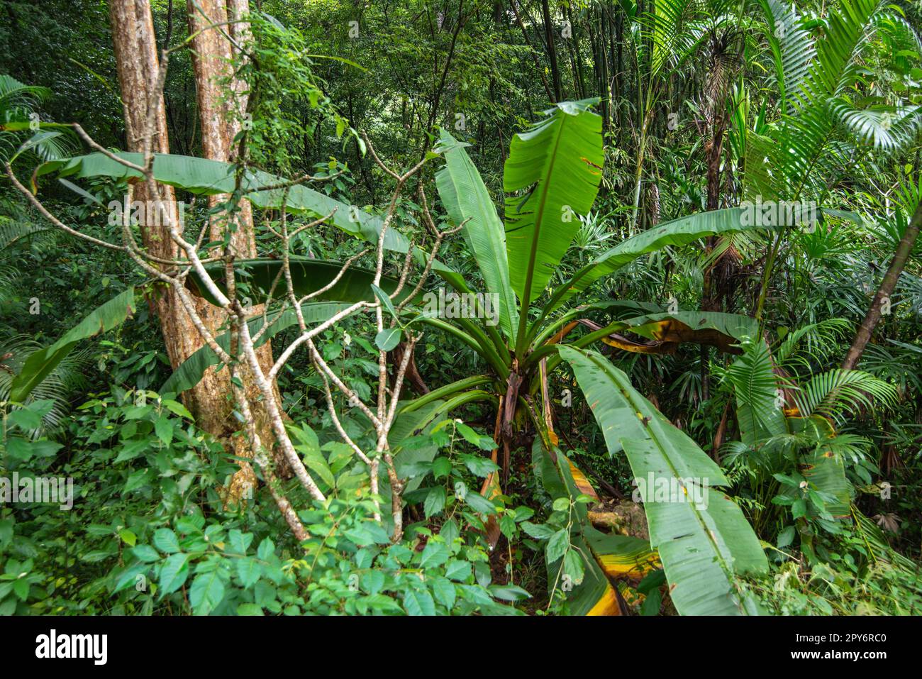 THAÏLANDE PRACHUAP BANG SAPHAN FORÊT TROPICALE Banque D'Images