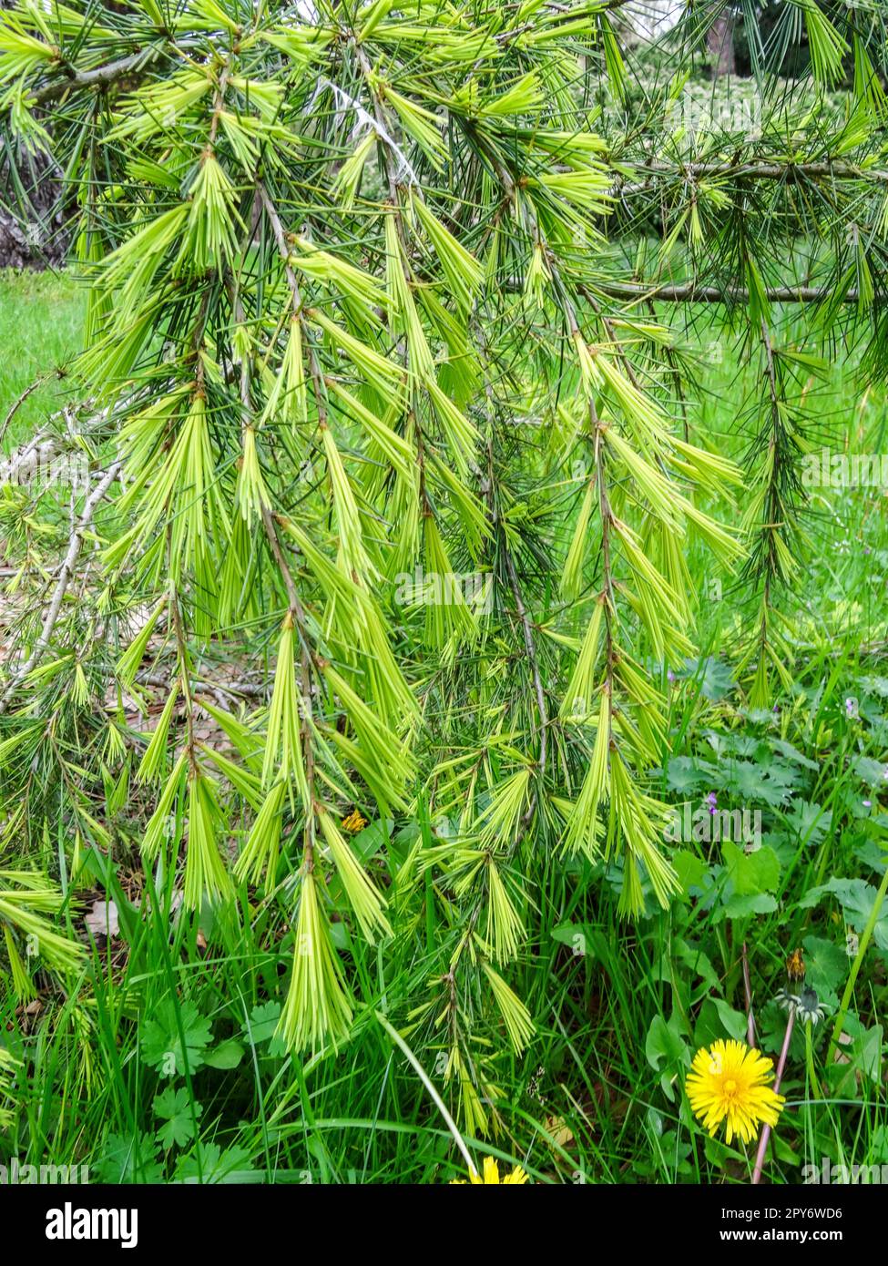 Suspension basse, pleuring, Cedrus Deodara Golden Horizon. Plante naturelle à motif en gros plan po Banque D'Images