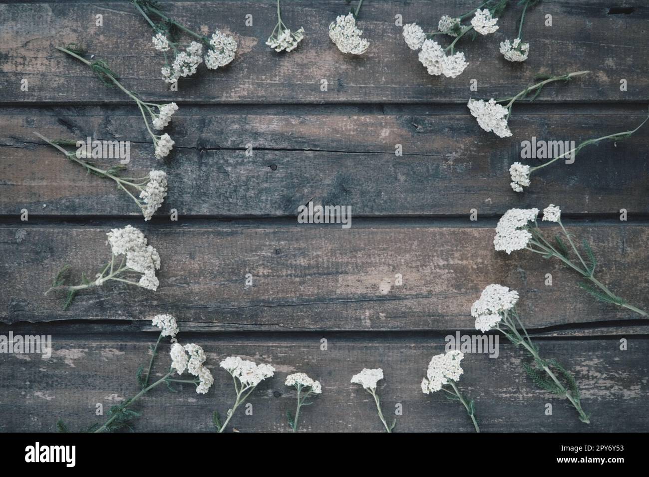 Les fleurs sauvages blanches sont disposées en cercle sur un fond de table en bois. Inflorescences de Yarrow. Cartes horizontales. Romantique Provence style rustique Banque D'Images