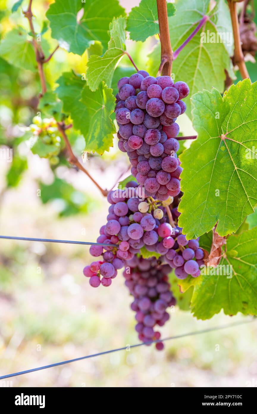 Gros plan les raisins Purple pendent sur une plante de vigne dans un pays viticole pendant l'automne Banque D'Images