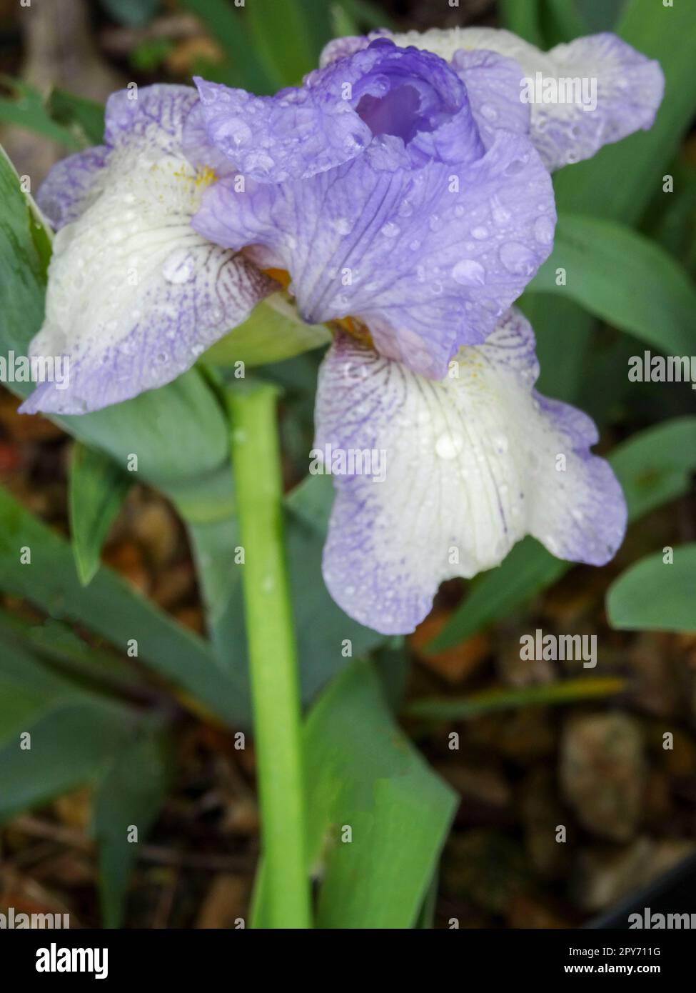 Portrait naturel de plantes en gros plan d'Iris Wow Banque D'Images