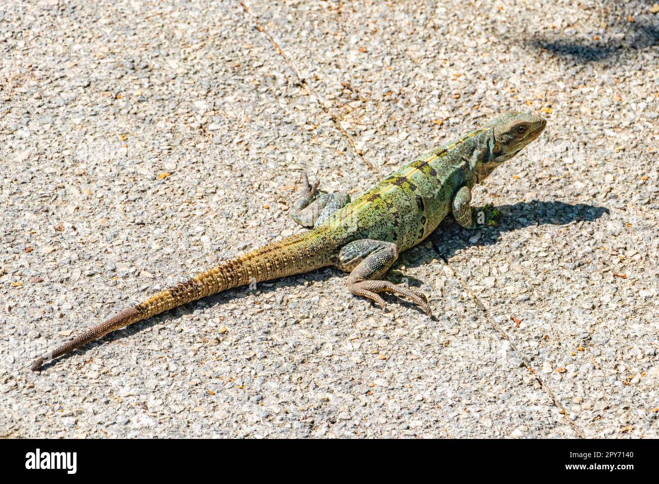 Lézard vert des Caraïbes sur le terrain Playa del Carmen Mexique. Banque D'Images