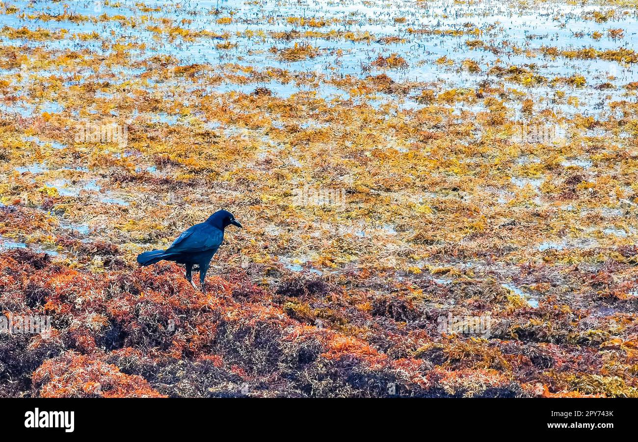 Oiseaux de Grackle à queue fine mangeant du sargazo sur la plage du Mexique. Banque D'Images