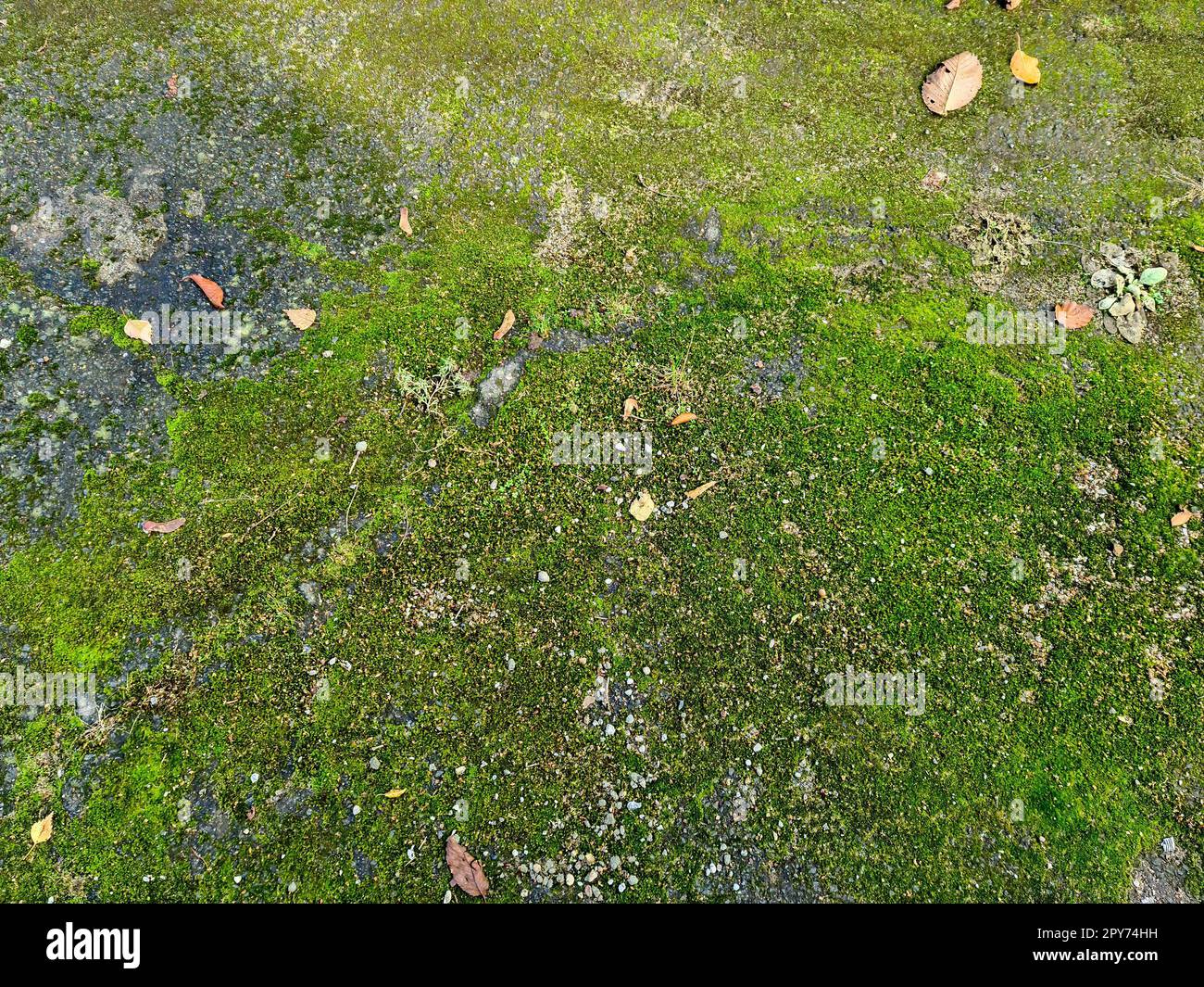 Vue détaillée en gros plan sur différentes textures de mousse sur un sol forestier Banque D'Images