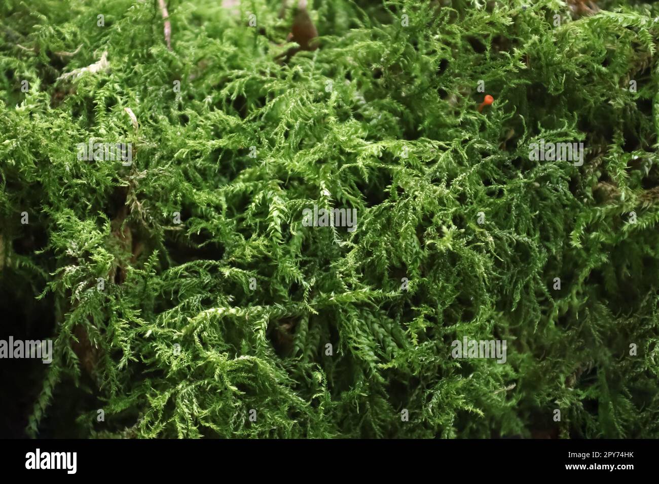 Vue détaillée en gros plan sur différentes textures de mousse sur un sol forestier Banque D'Images