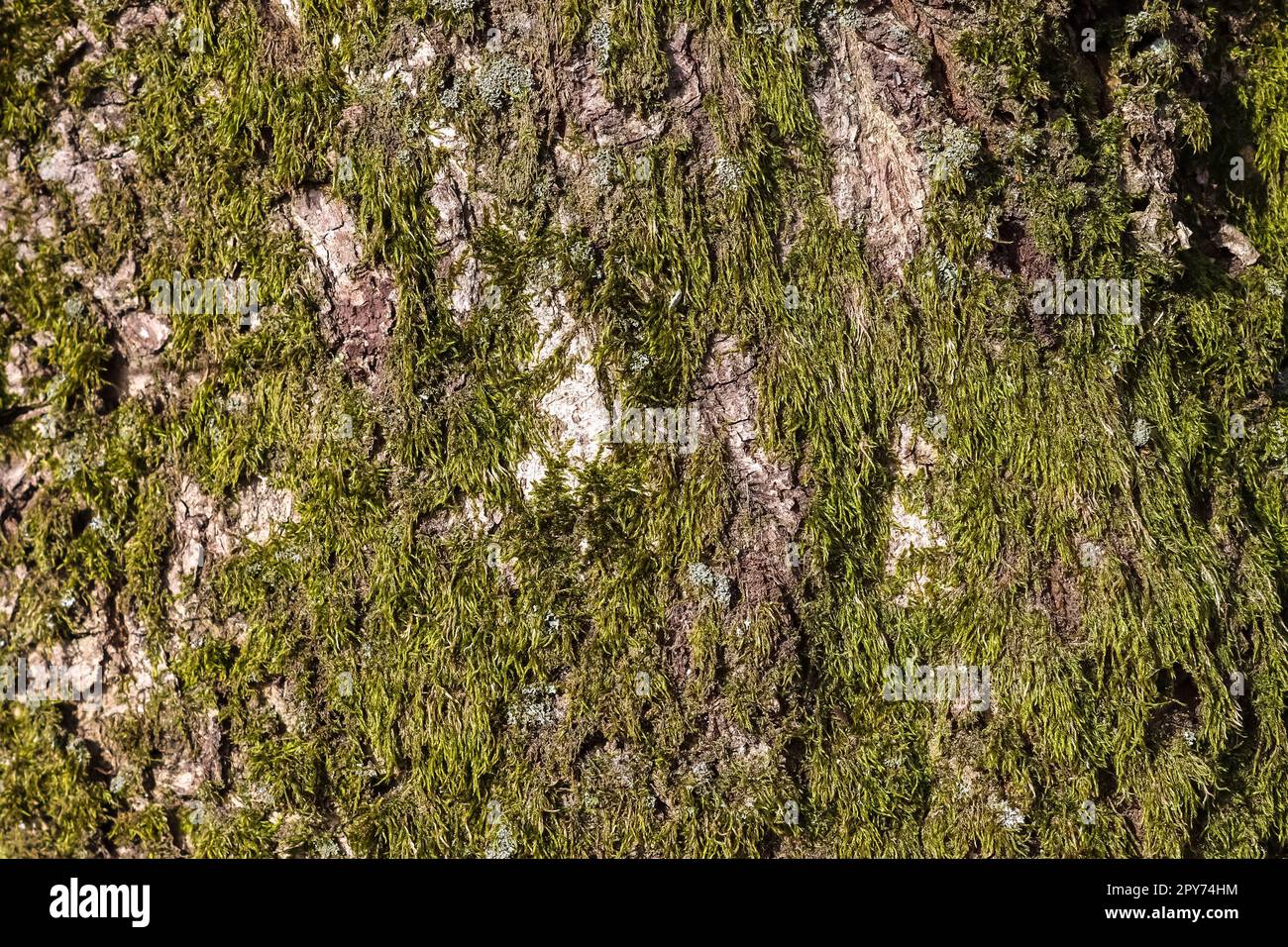Vue détaillée en gros plan sur différentes textures de mousse sur un sol forestier Banque D'Images