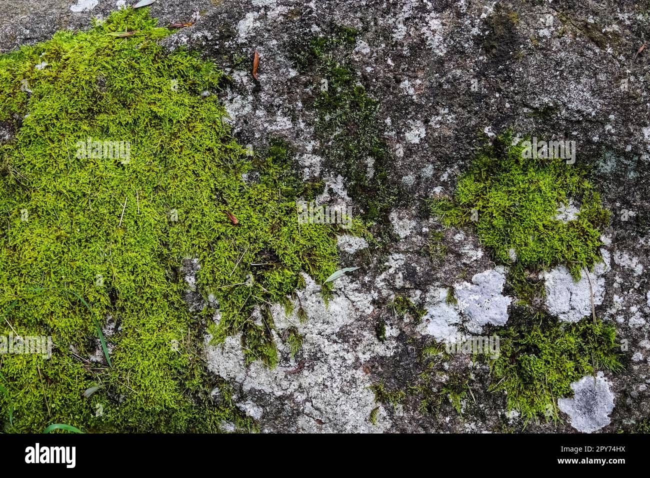 Vue détaillée en gros plan sur différentes textures de mousse sur un sol forestier Banque D'Images